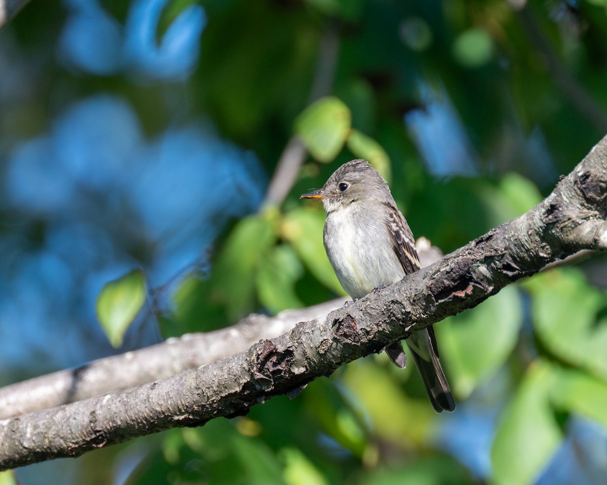 Eastern Wood-Pewee - ML609369900