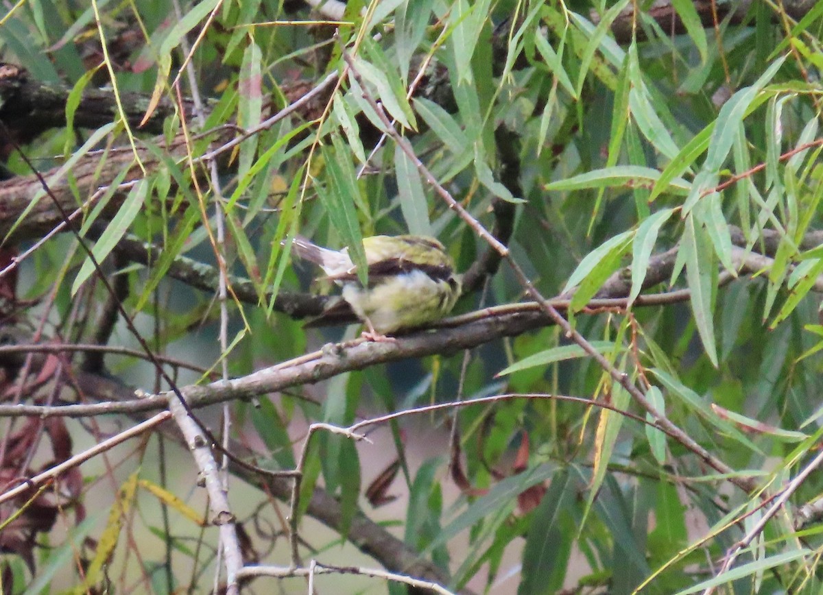 American Goldfinch - ML609369955