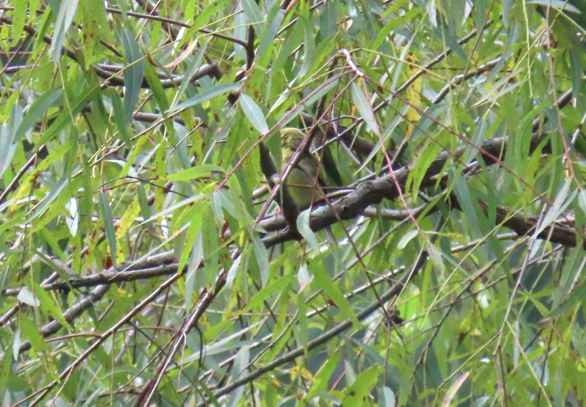 American Goldfinch - ML609369956