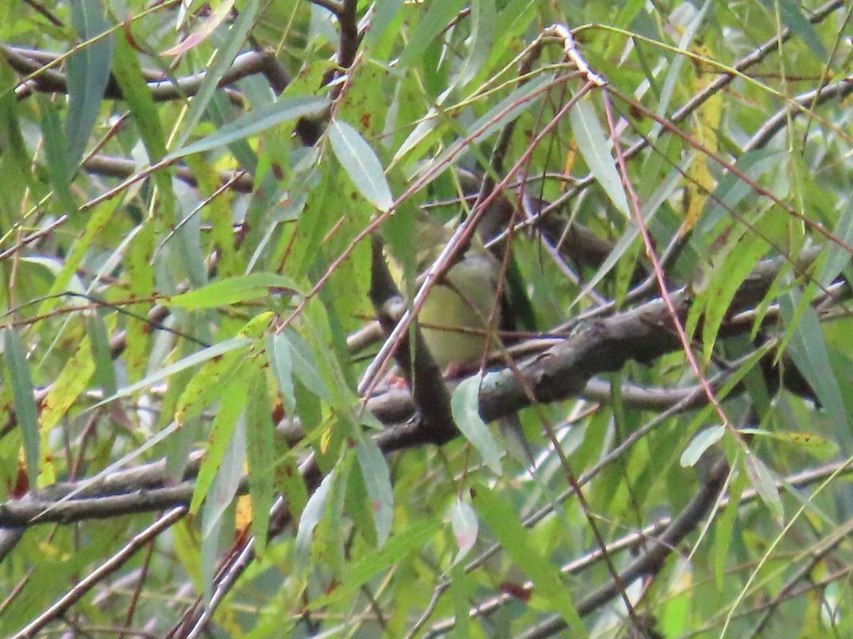 American Goldfinch - ML609369957