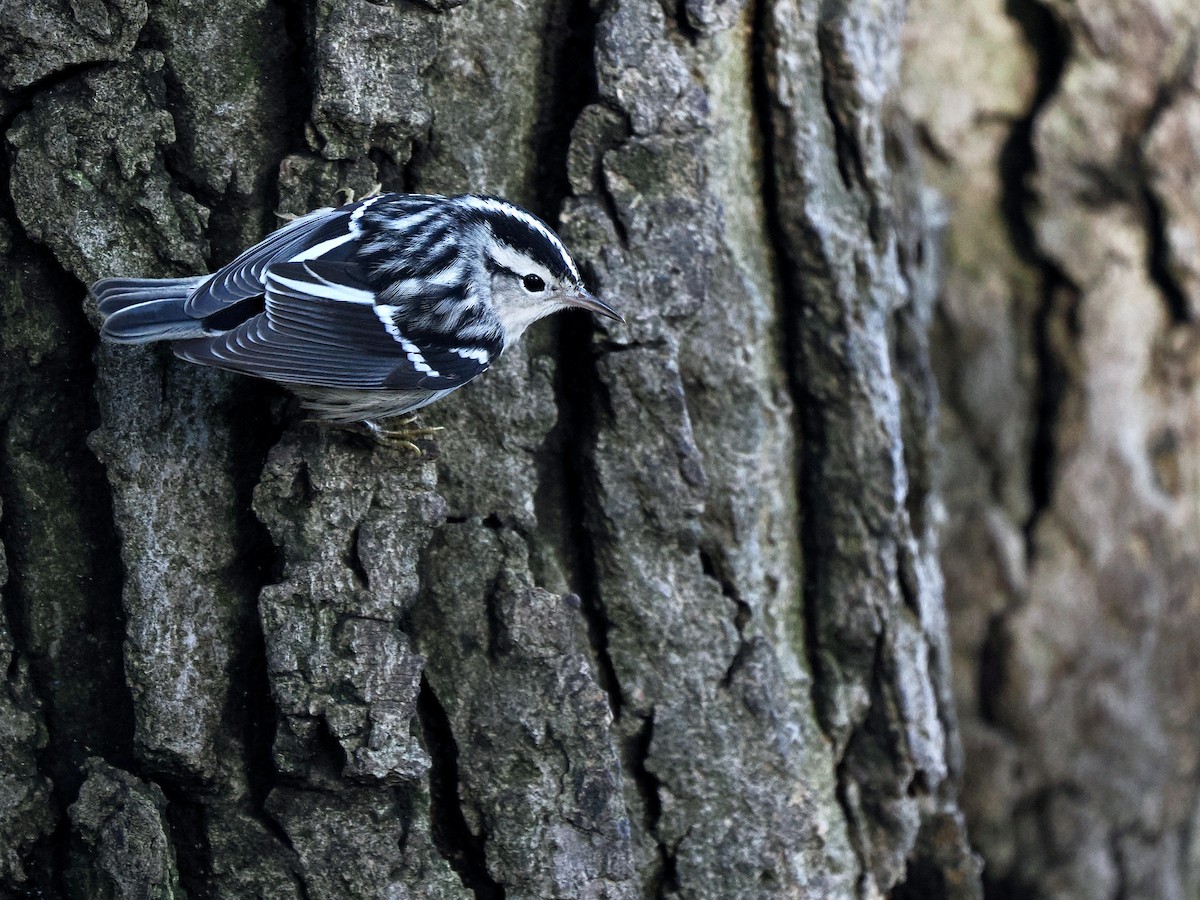 Black-and-white Warbler - ML609370412