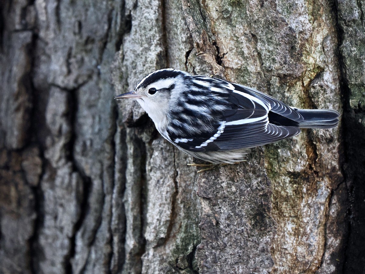 Black-and-white Warbler - ML609370413