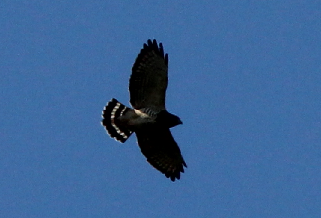 Broad-winged Hawk - ML609370473