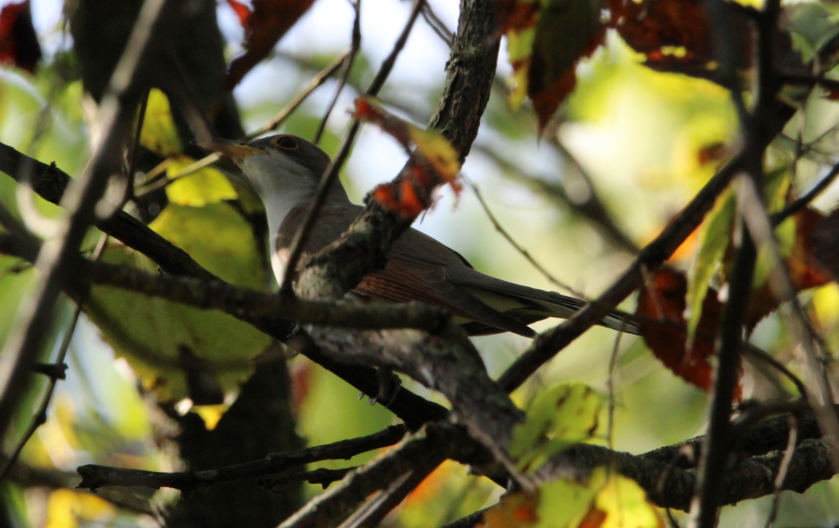 Yellow-billed Cuckoo - ML609370508