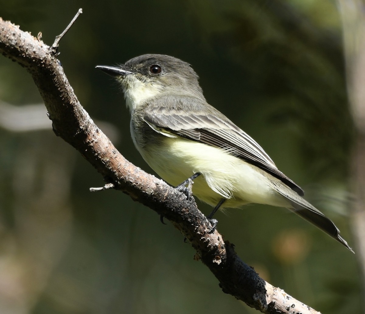 Eastern Phoebe - ML609370601