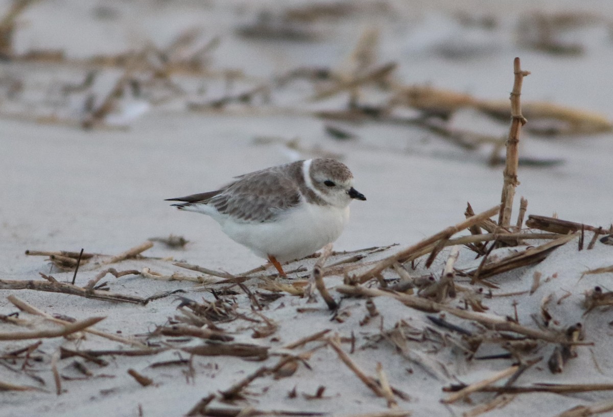 Piping Plover - ML609370609