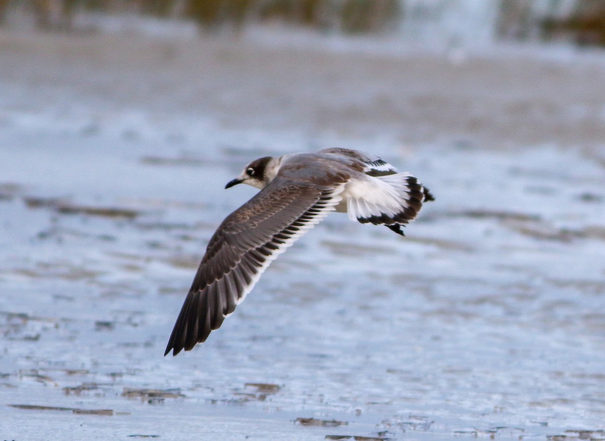 Franklin's Gull - ML609370668