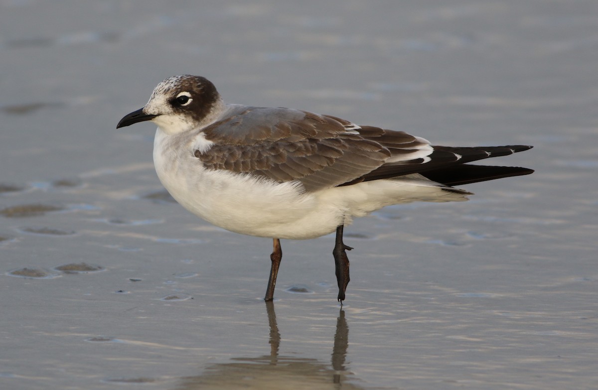 Franklin's Gull - ML609370673