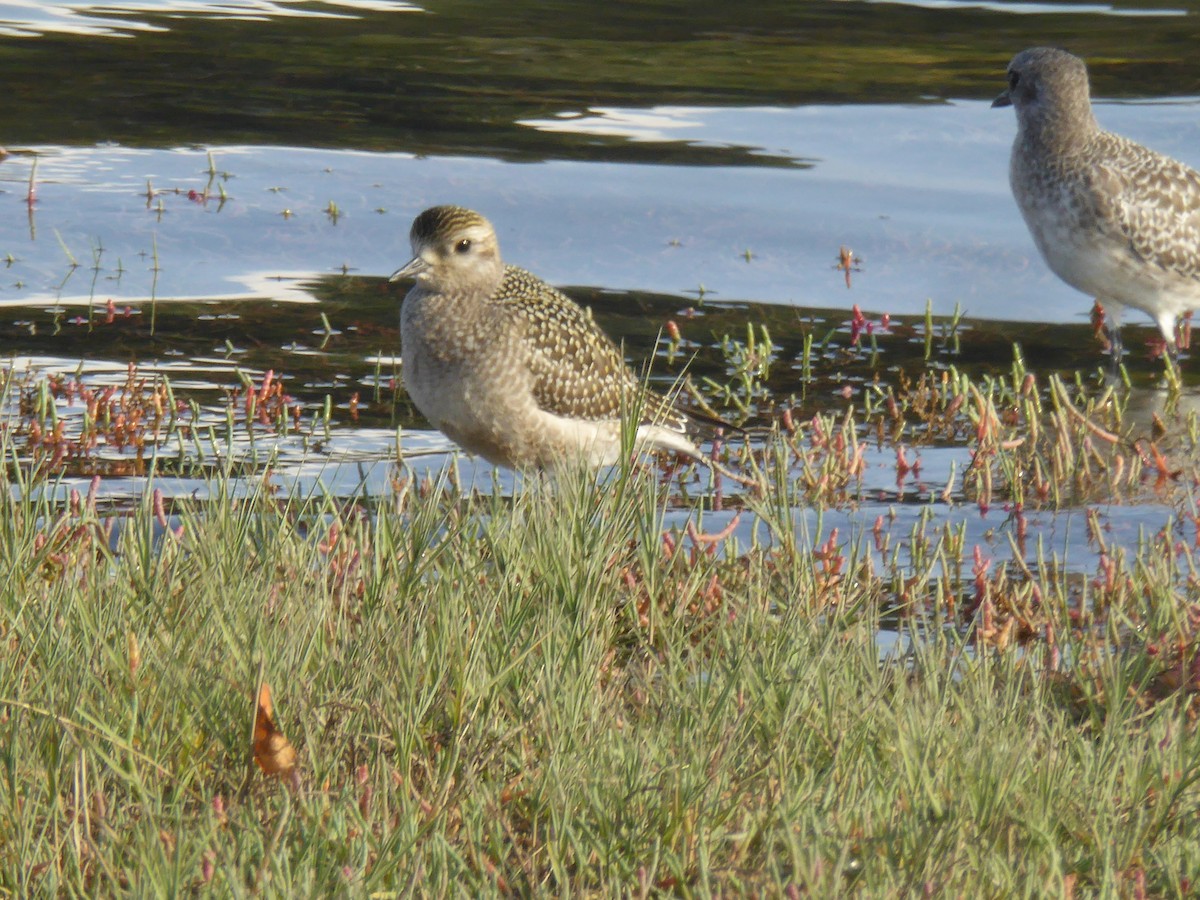 American Golden-Plover - ML609370699