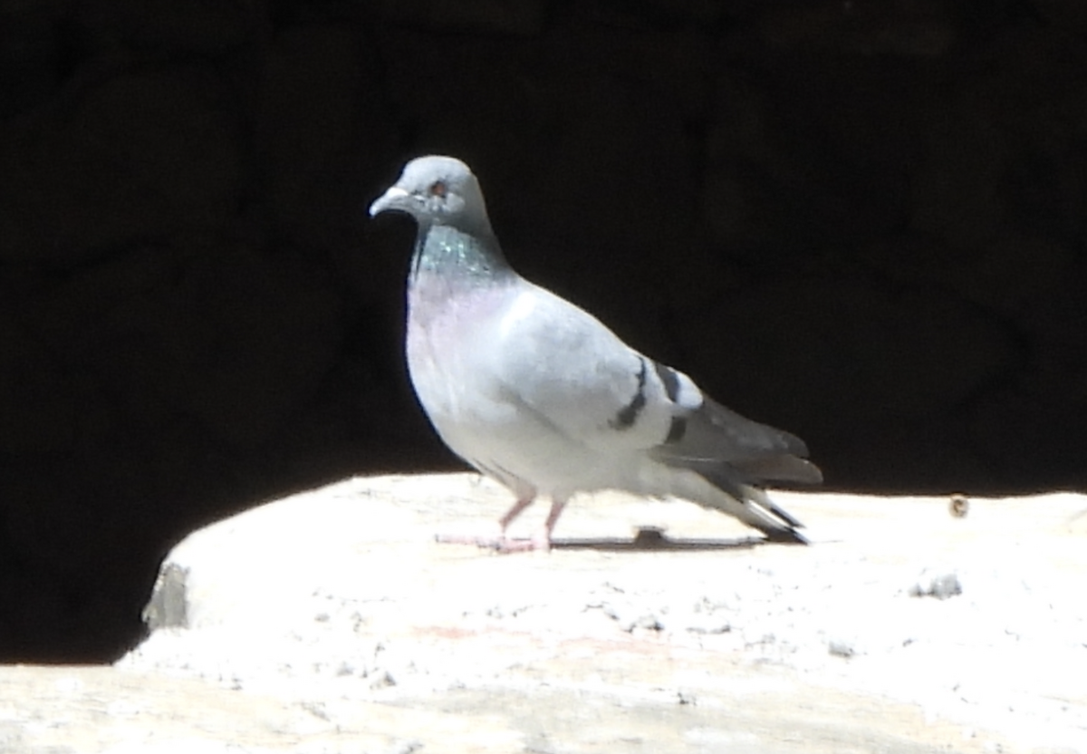 Pigeon des rochers - ML609370703