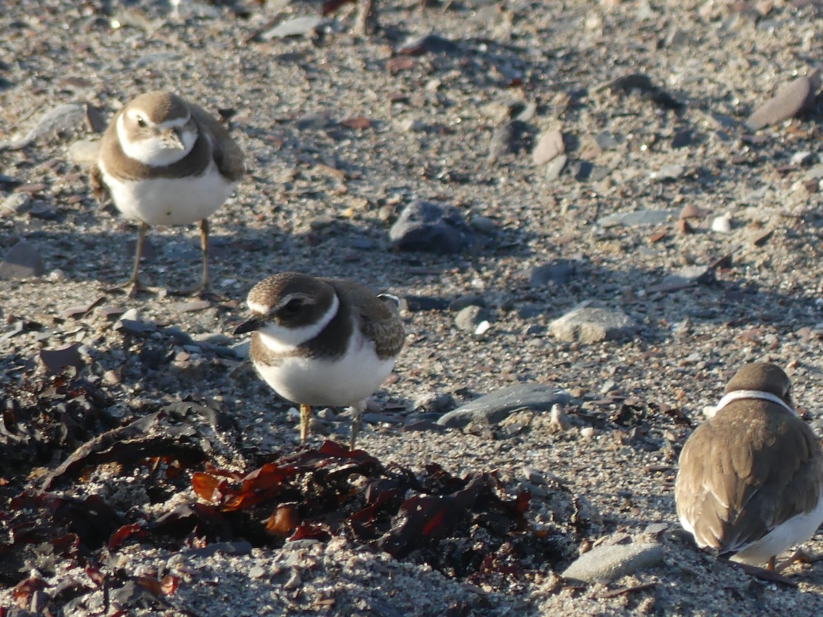 Semipalmated Plover - ML609370792