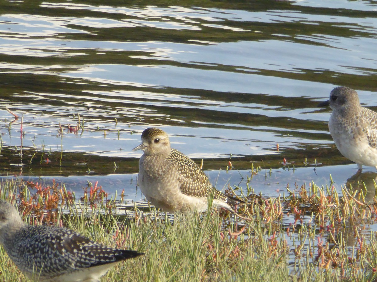 American Golden-Plover - ML609370876