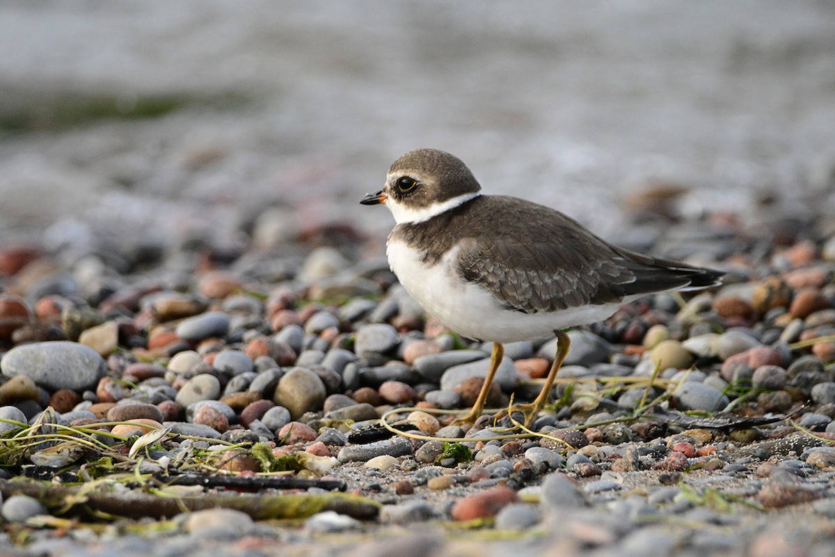 Semipalmated Plover - ML609370884