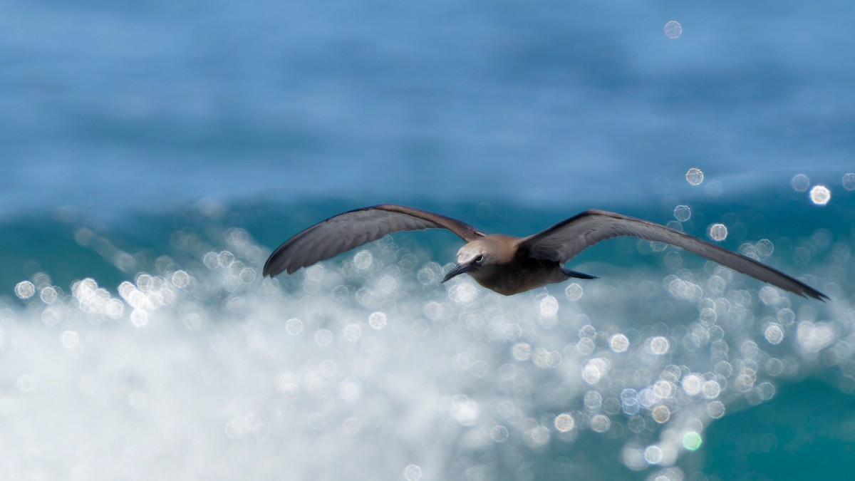 Brown Noddy - Pepe Castiblanco