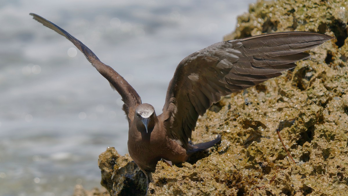 Brown Noddy - ML609370913