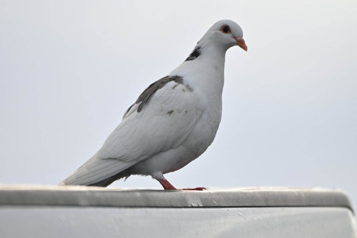 Rock Pigeon (Feral Pigeon) - ML609370923