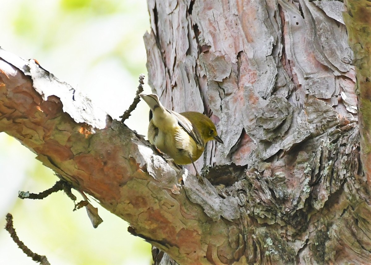 Pine Warbler - Marcia Suchy