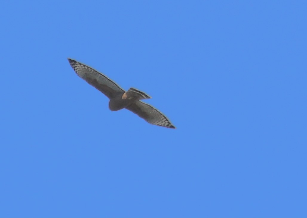 Red-shouldered Hawk - Gretchen Framel