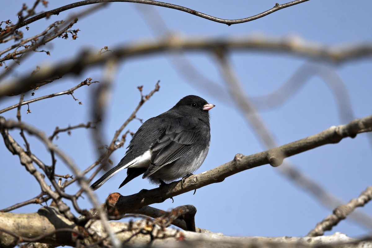 Юнко сірий (підвид hyemalis/carolinensis) - ML609371191