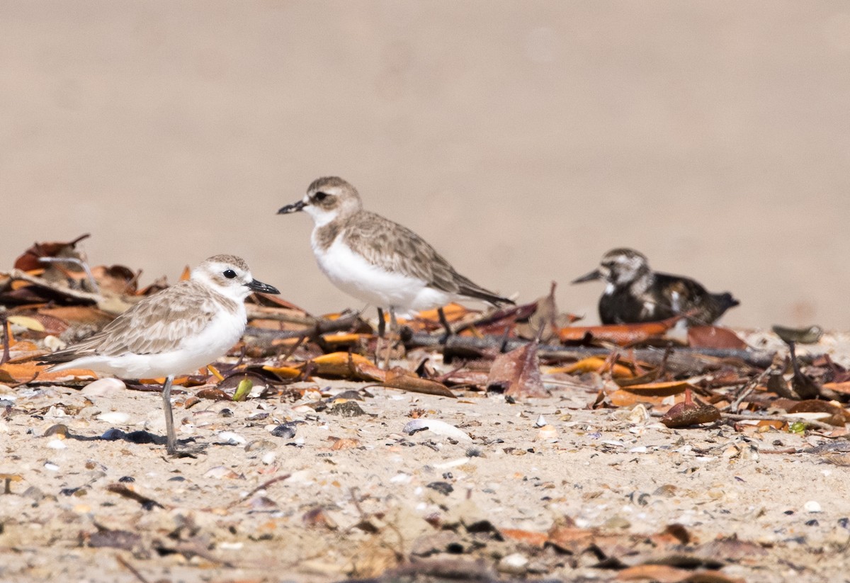 Ruddy Turnstone - ML609371244