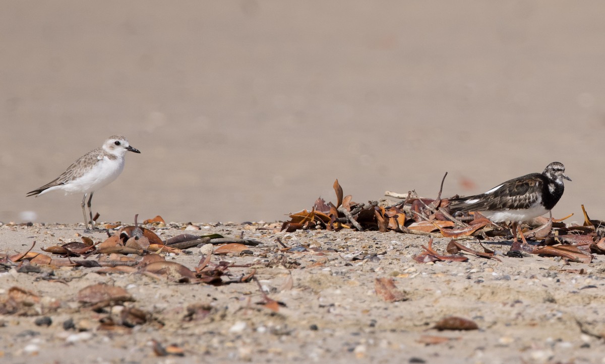 Ruddy Turnstone - Chris Barnes