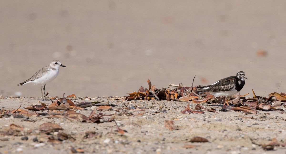 Ruddy Turnstone - ML609371246