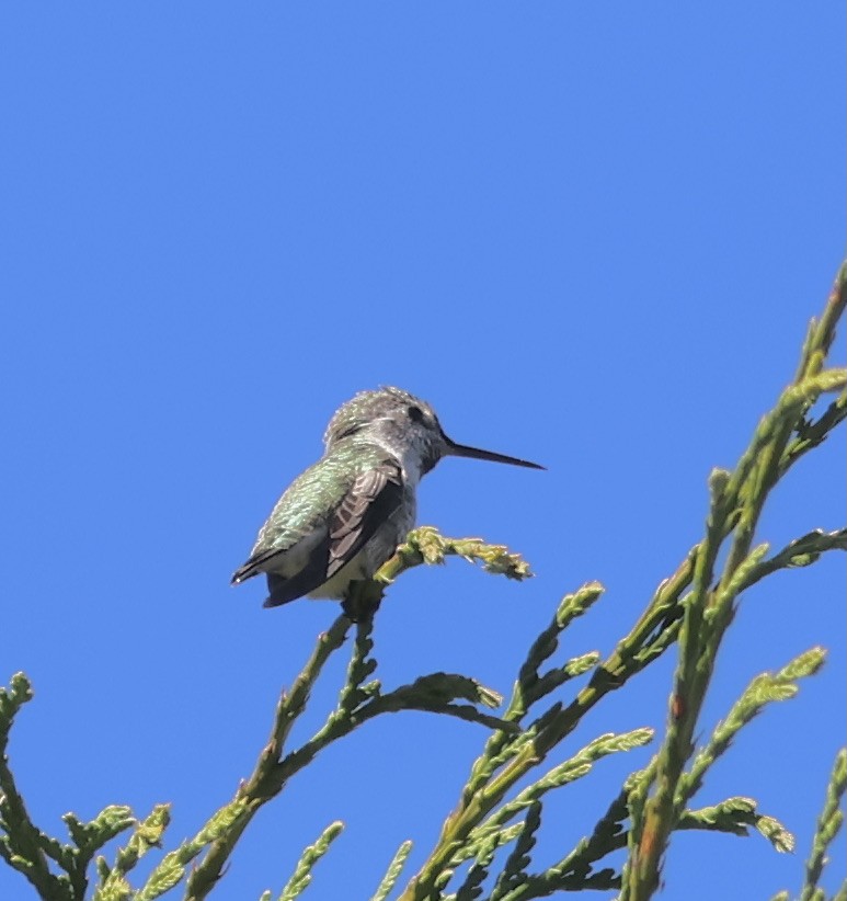 Anna's Hummingbird - Gretchen Framel