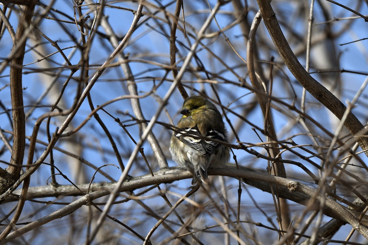 American Goldfinch - Brian Henderson