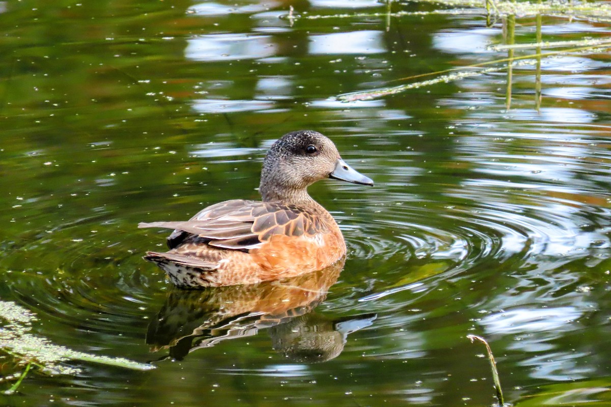 American Wigeon - ML609371365