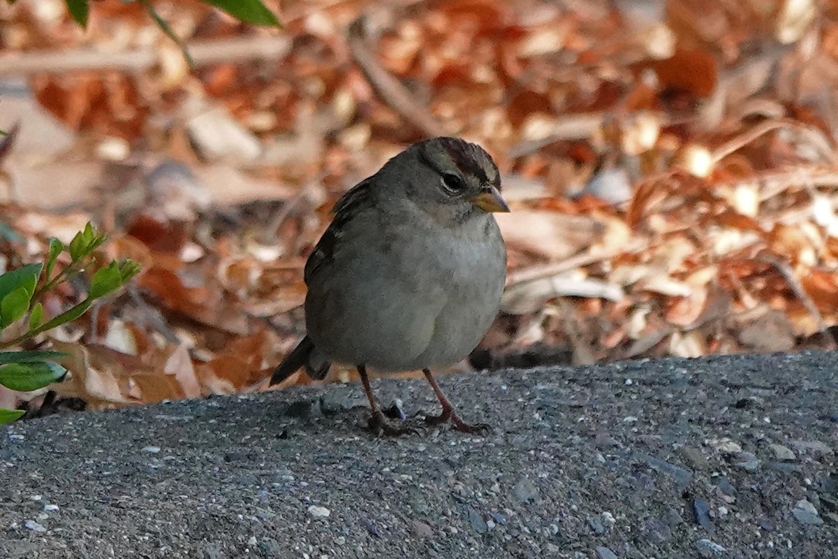 White-crowned Sparrow - ML609371406