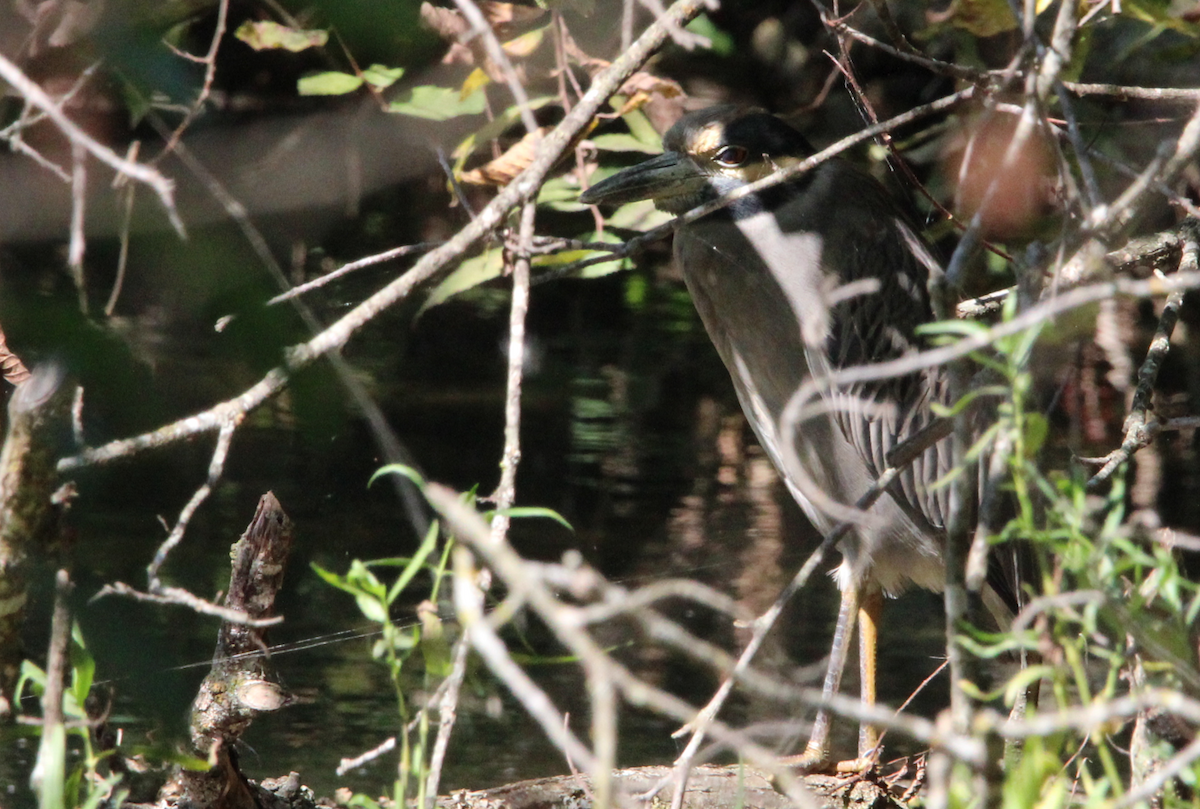 Yellow-crowned Night Heron - ML609371431