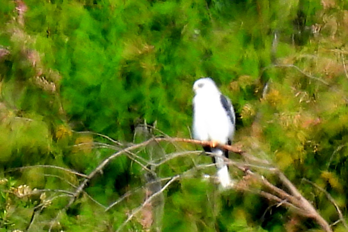 White-tailed Kite - ML609371444