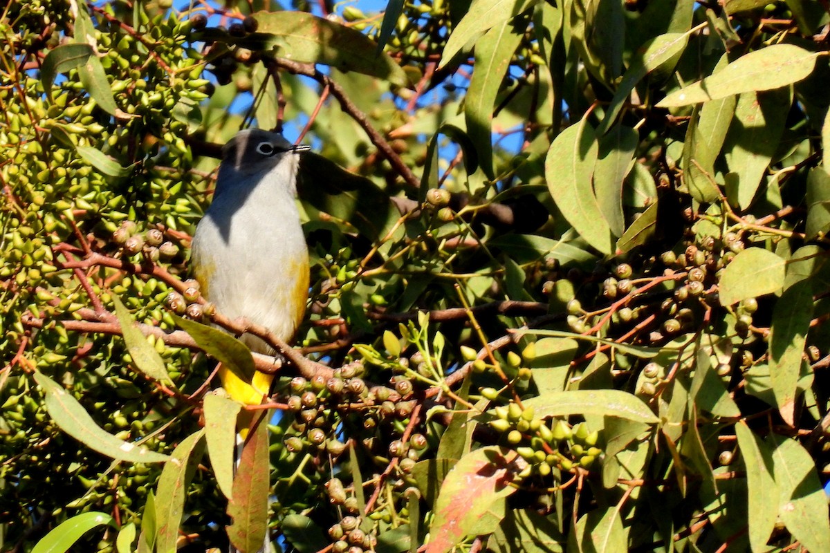 Gray Silky-flycatcher - ML609371515