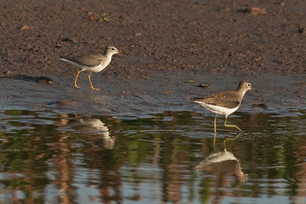 Spotted Sandpiper - ML609371581