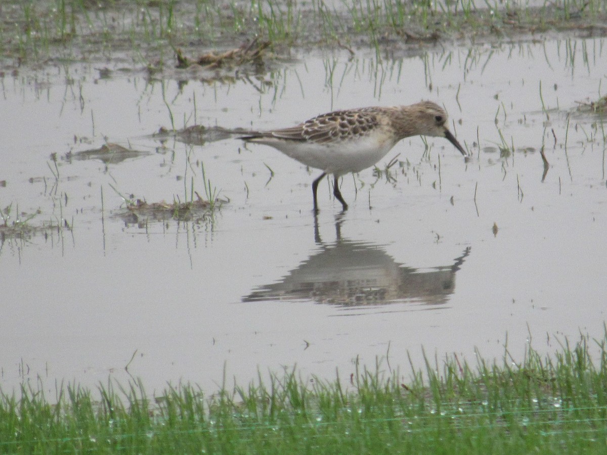 Baird's Sandpiper - Roger Hedge