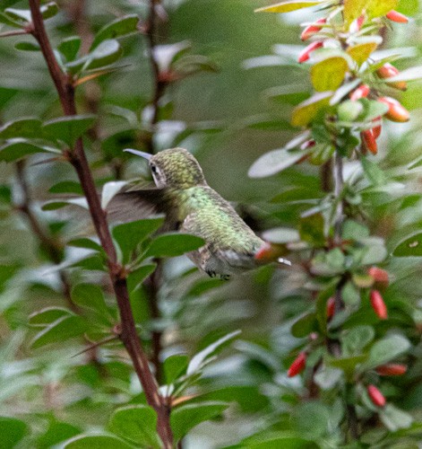 Colibri à gorge rubis - ML609371909