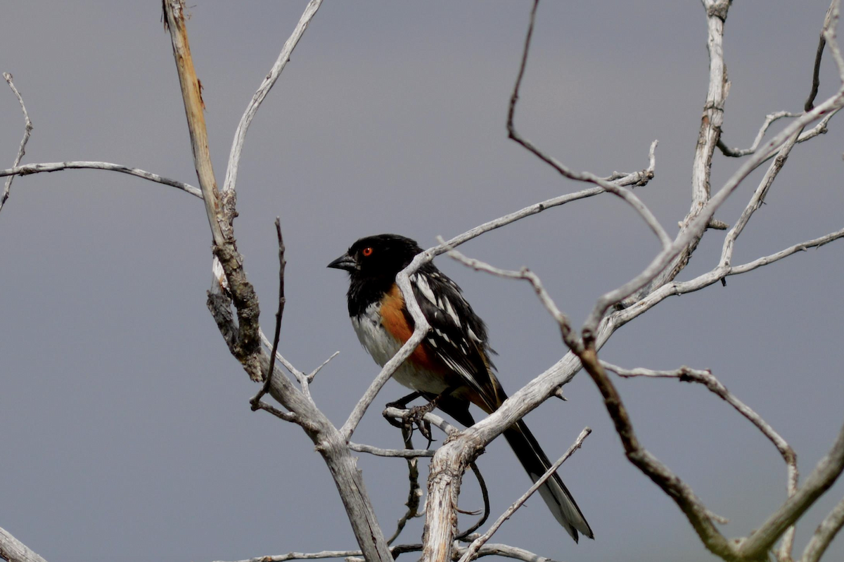 Spotted Towhee - ML609371911