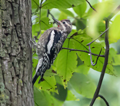 Yellow-bellied Sapsucker - ML609371922