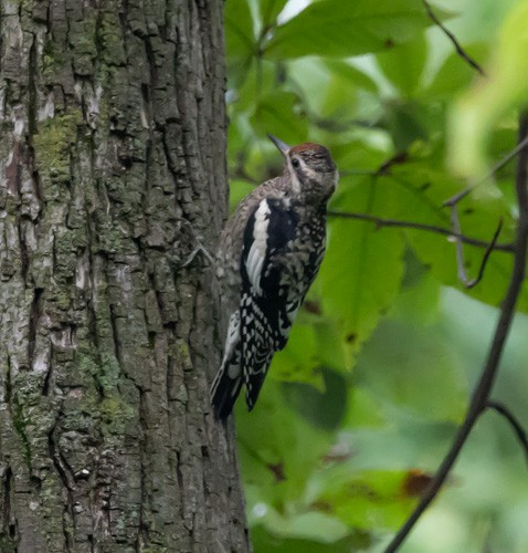 Yellow-bellied Sapsucker - ML609371923