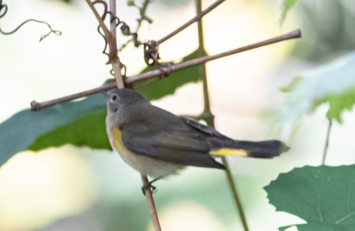 American Redstart - ML609371932