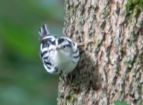 Black-and-white Warbler - ML609371976