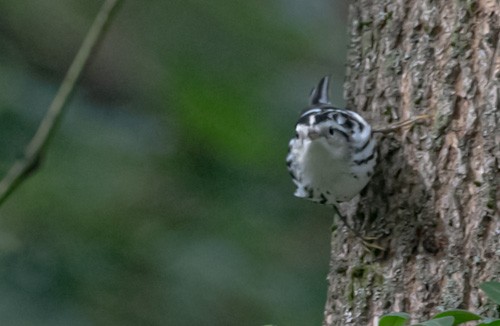 Black-and-white Warbler - ML609371977