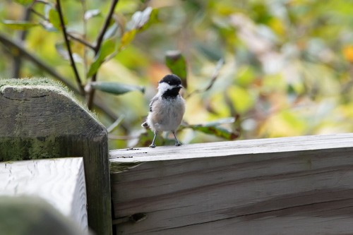 Black-capped Chickadee - ML609371994