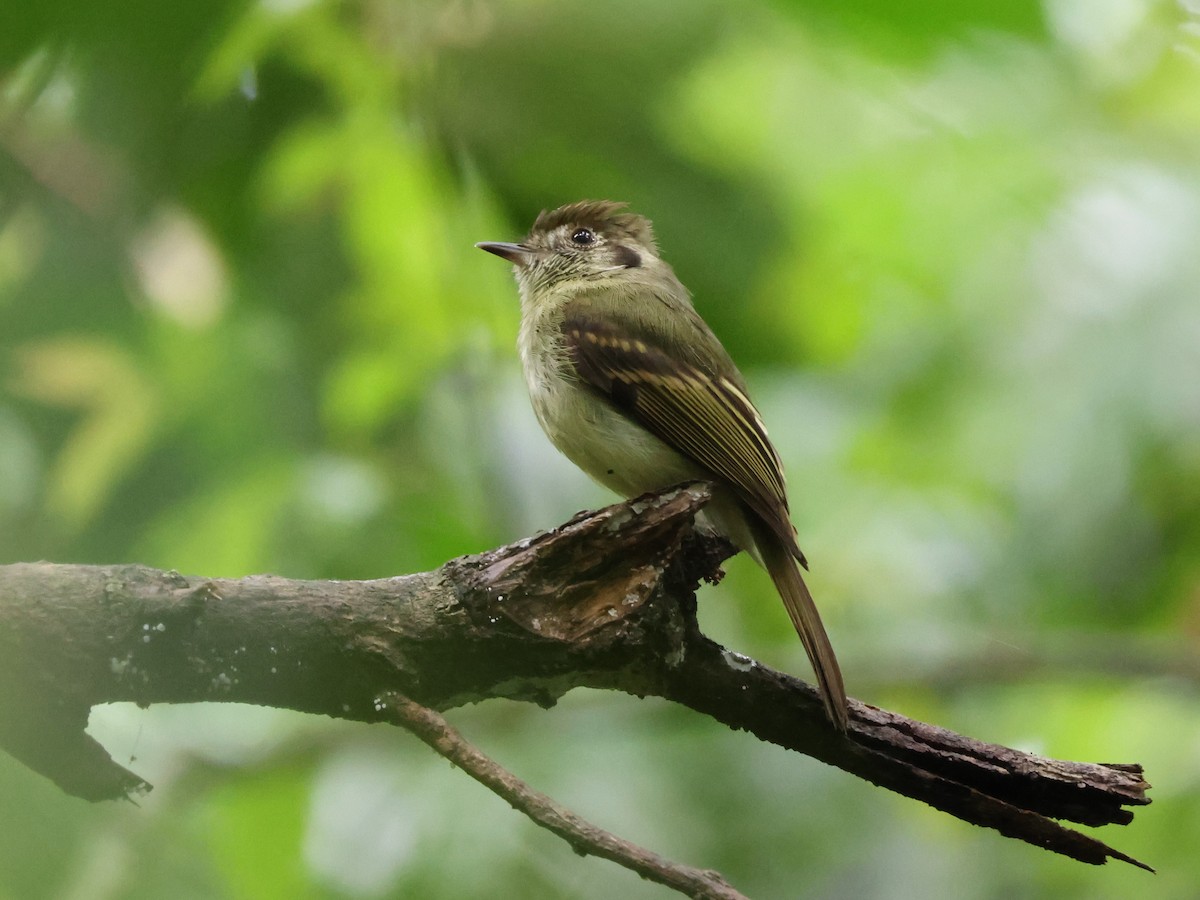 Sepia-capped Flycatcher - Joan Baker