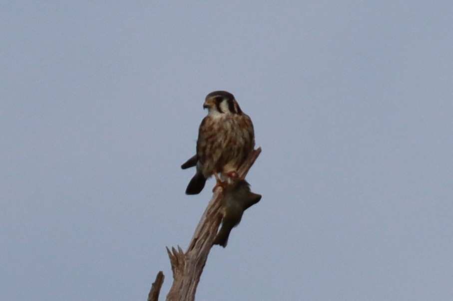 American Kestrel - ML609372053