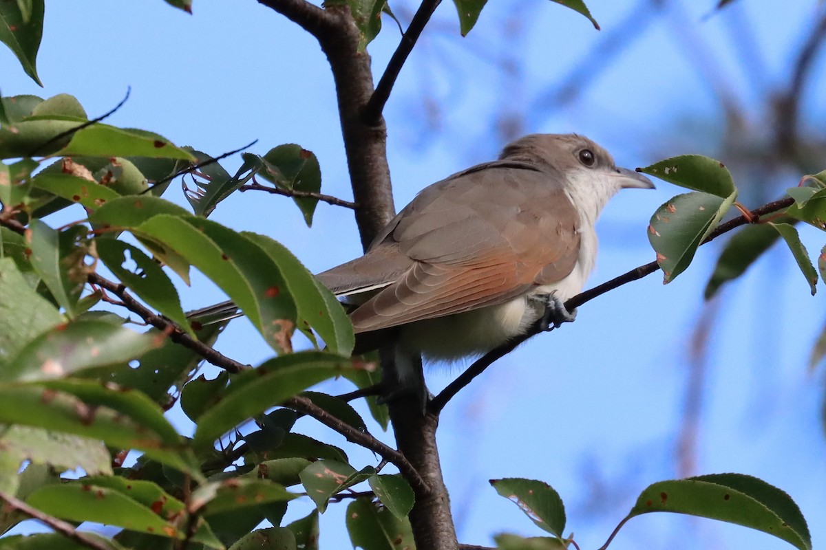 Yellow-billed Cuckoo - ML609372063