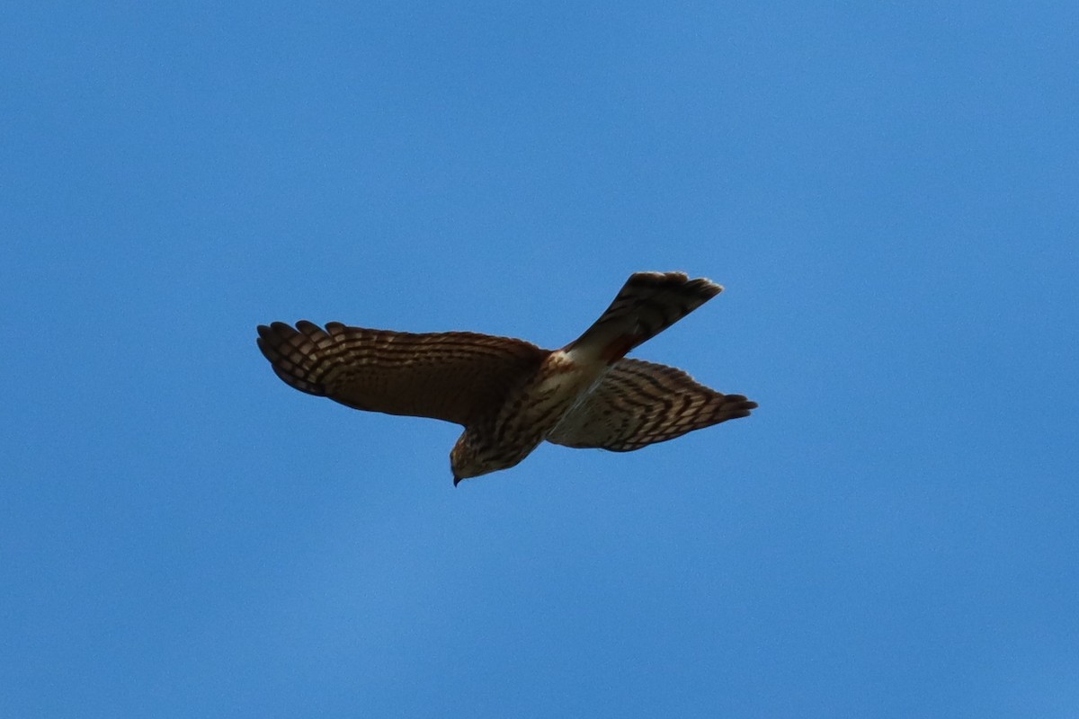 Sharp-shinned Hawk - Subodh Ghonge