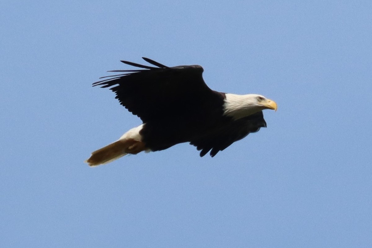 Bald Eagle - ML609372075