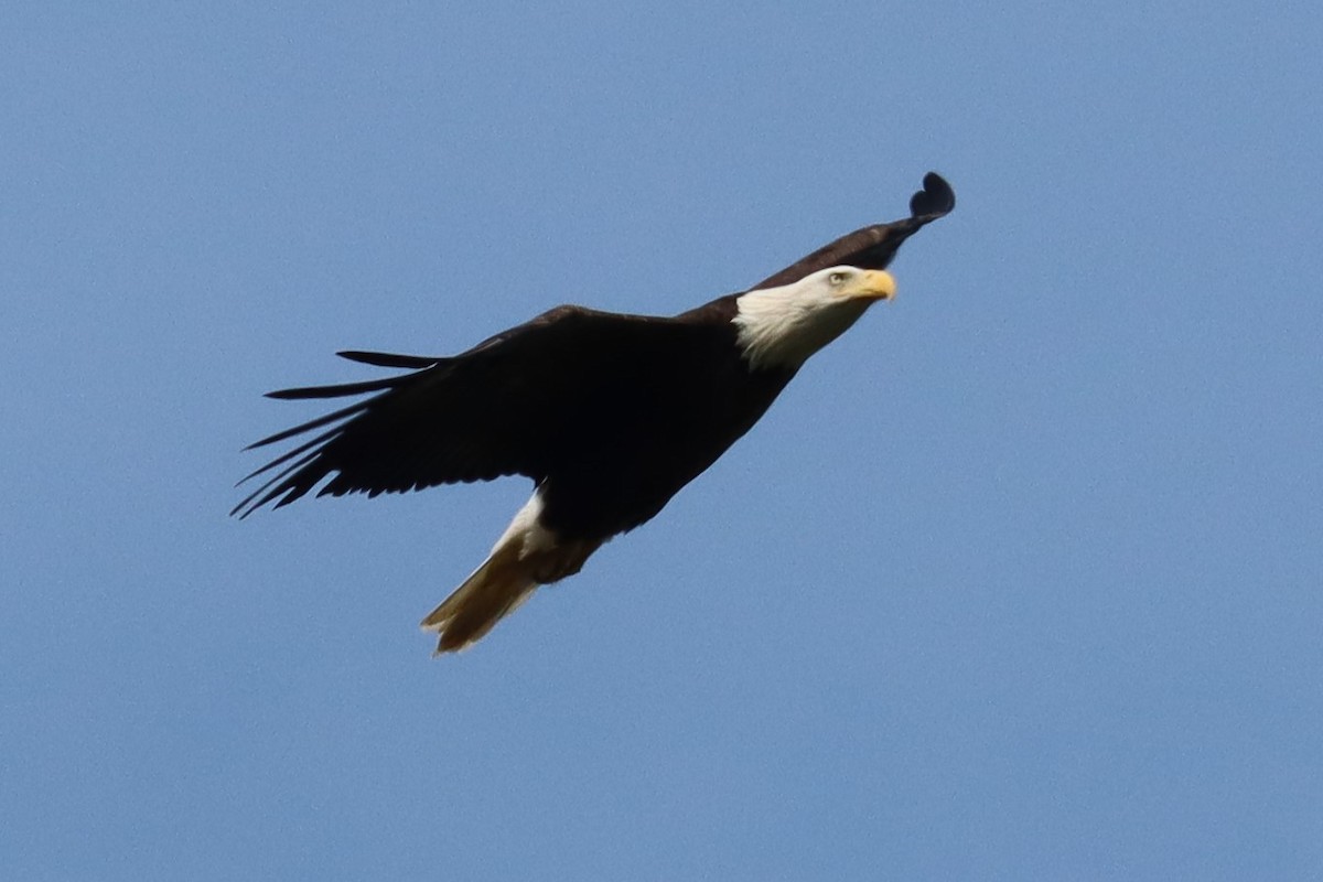 Bald Eagle - ML609372078