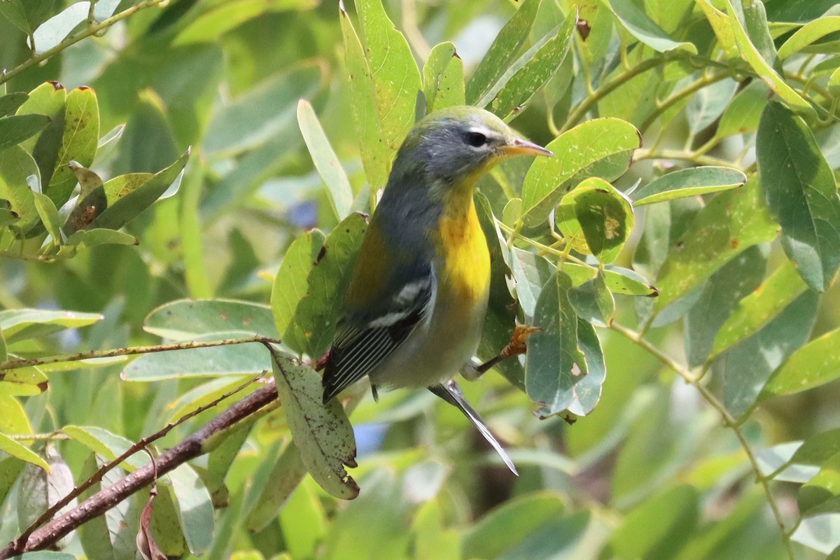 Northern Parula - ML609372092